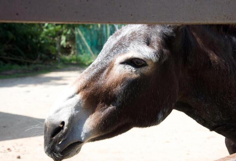 בית מלון כפרי Colmar Tropicale