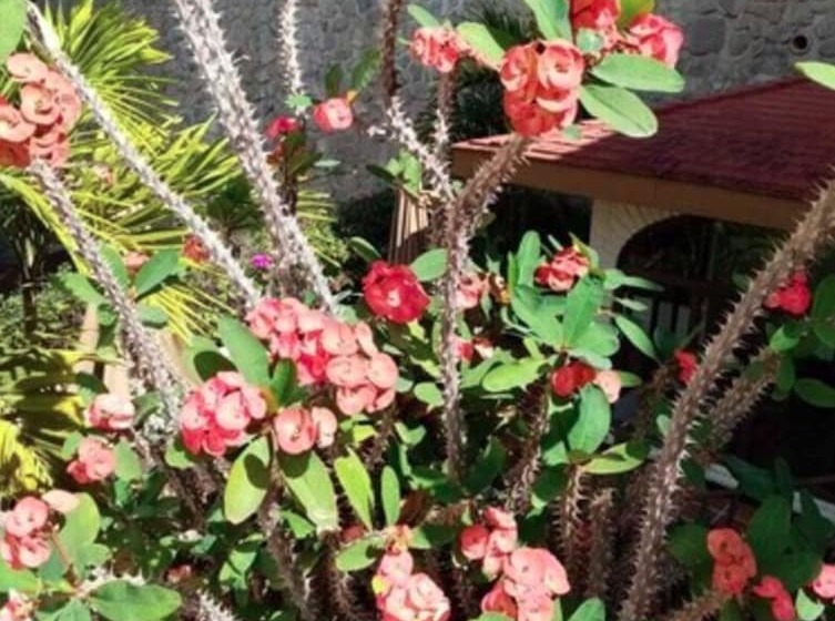 호텔 Ilebal Cuernavaca Centro Lugar Con Encanto!