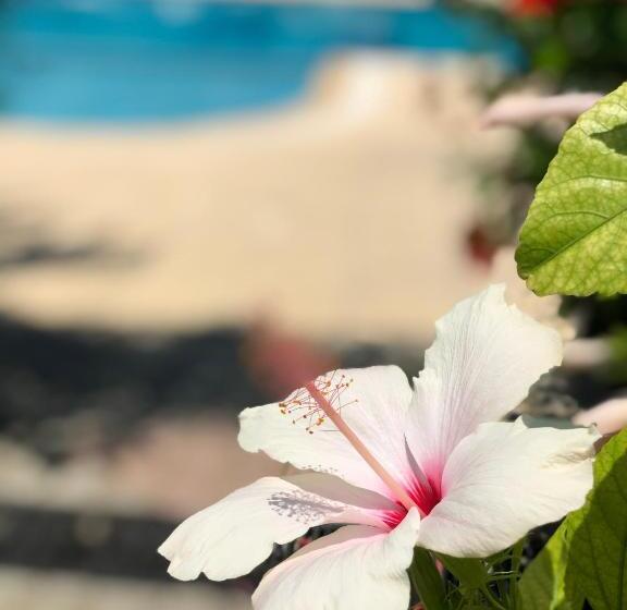 Отель Lapida Garden