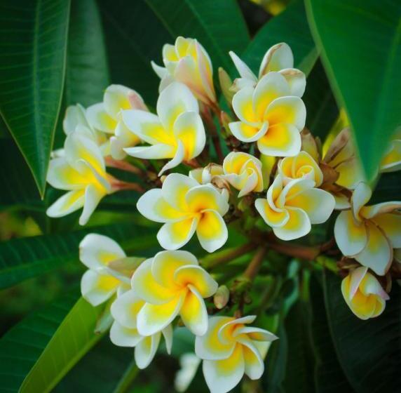 Отель Lapida Garden