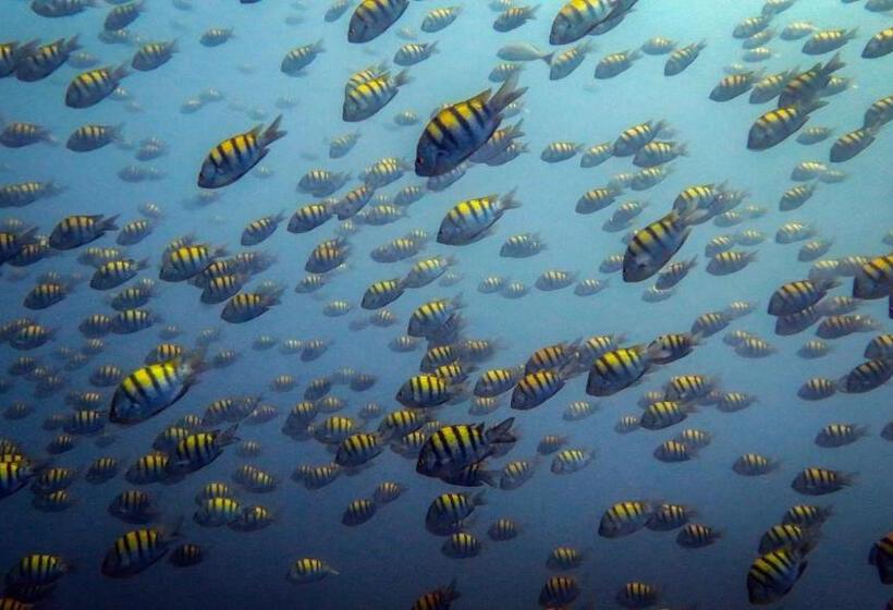 ホテル Tropical Gardens Suites And Apartments