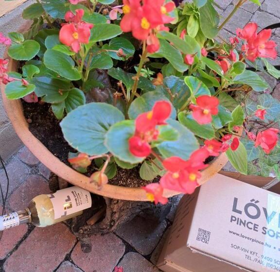 בית מלון כפרי Wollner