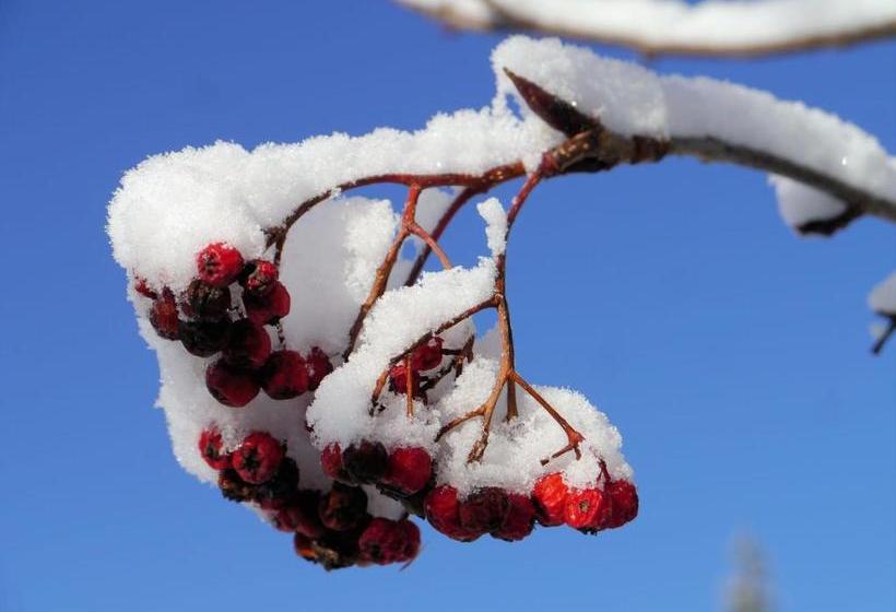 ユースホステル Pension Green Field