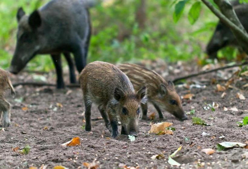 ベッドアンドブレックファースト Château De Salvert   Appartement & Chambre D Hôtes