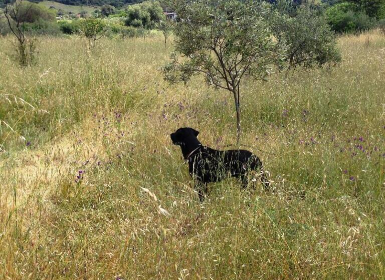 호텔 Agriturismo L Aglientu B&b