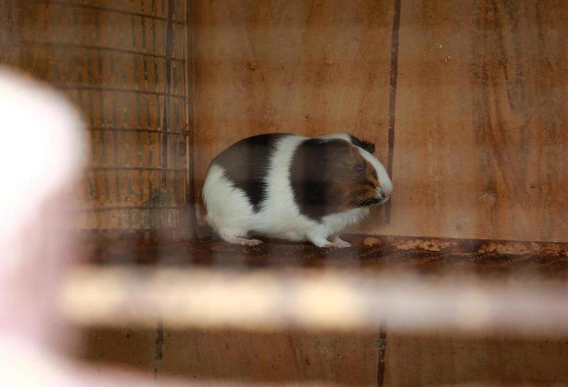 호텔 Oyo 14135 Ashly S Residency