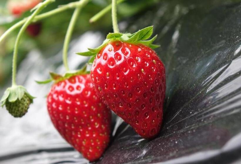 ריוקאן Mashikokan Satoyama Resort