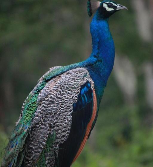 Vividearth Resorts Bandipur