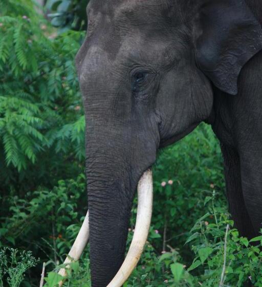 Vividearth Resorts Bandipur