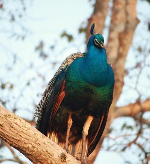 Vividearth Resorts Bandipur