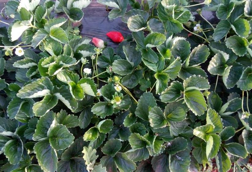 住宿加早餐  Prashant Cottage