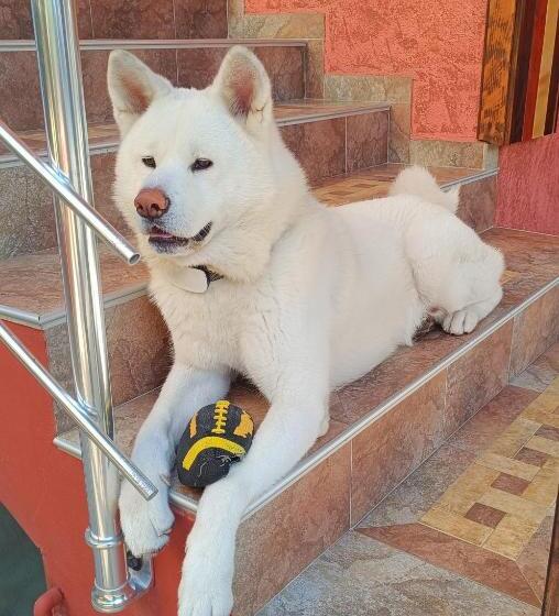 酒店 виктория созопол