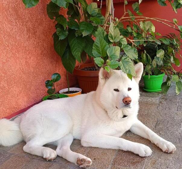 酒店 виктория созопол