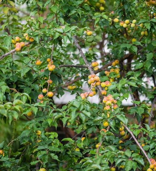 膳宿费 Lijiang Gui Yuan Tian Ju Guesthouse