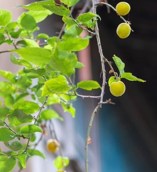 膳宿费 Lijiang Gui Yuan Tian Ju Guesthouse