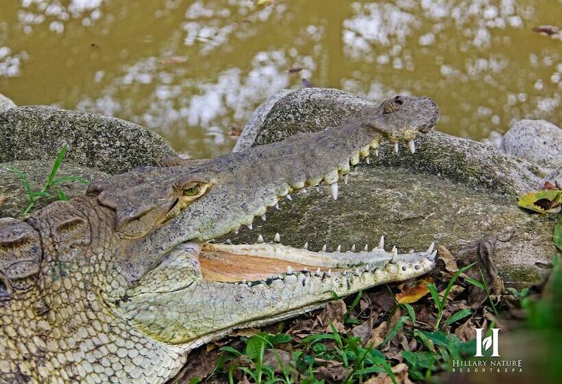 Hillary Nature Resort Spa