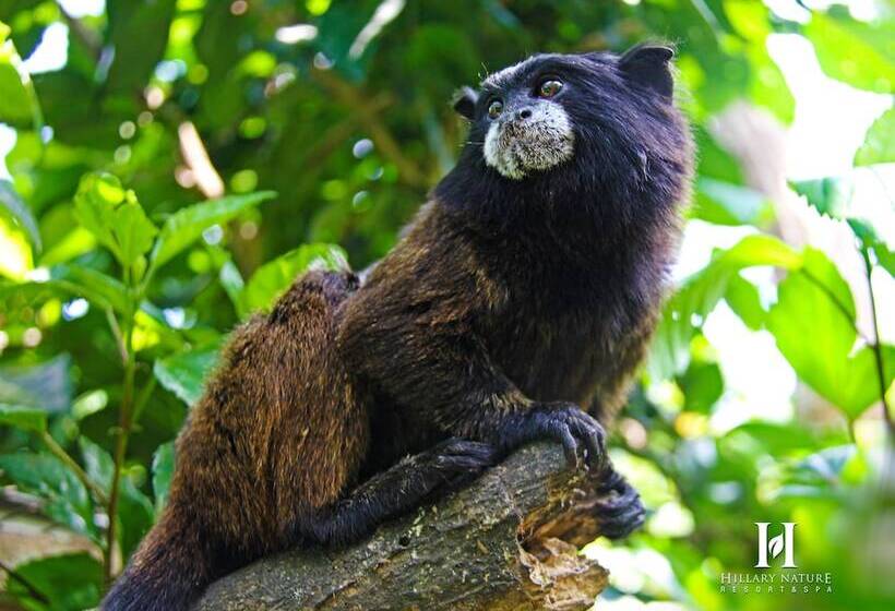 Hillary Nature Resort Spa