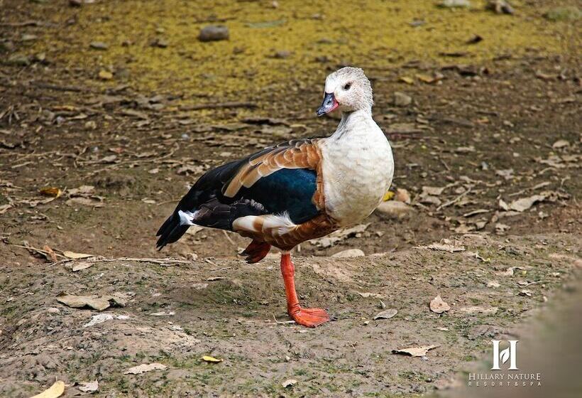 Hillary Nature Resort Spa