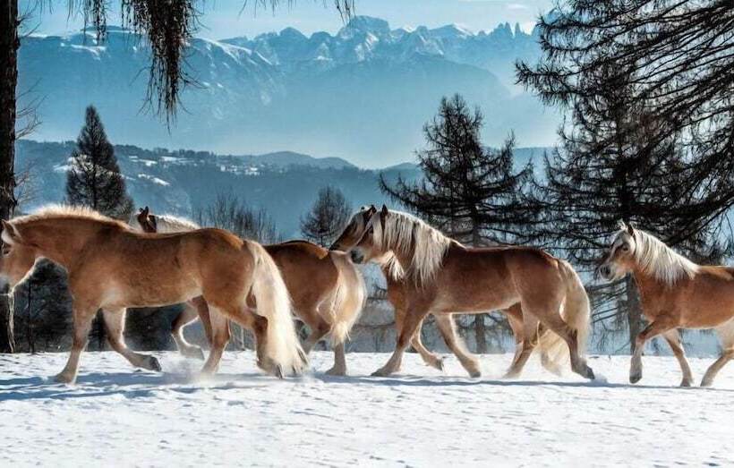 בית מלון כפרי Tschogglbergerhof