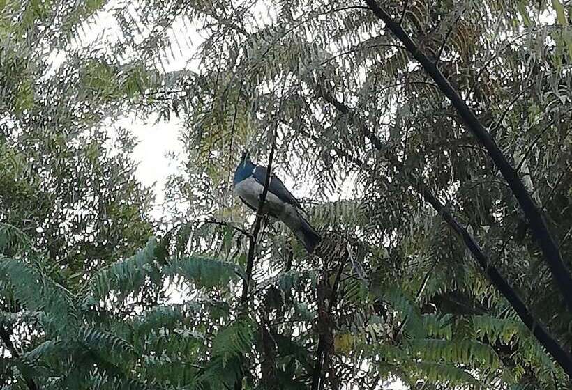 בית מלון כפרי Patuha Rainforest Retreat