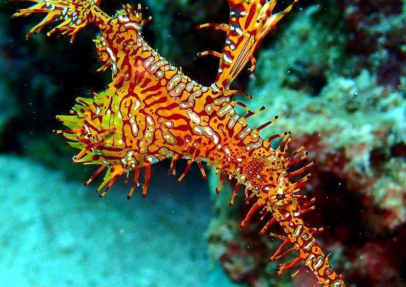 Love's Beach & Dive Resort