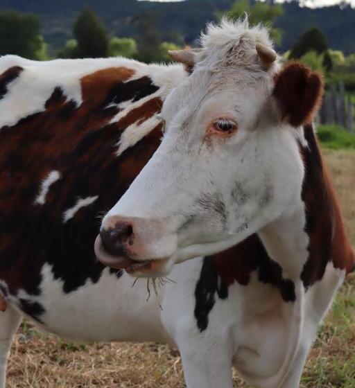 ホテル Lancers   Pantano De Vargas Paipa Boyacá