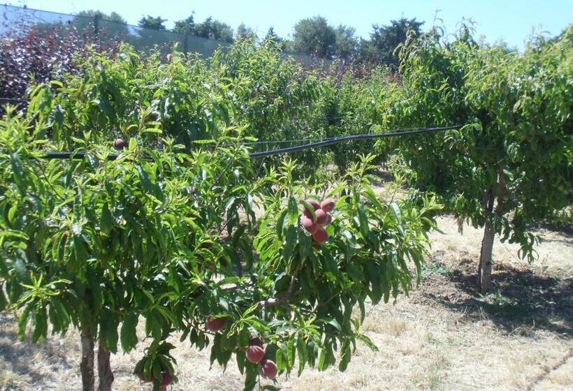 ホテル Stella Di Sicilia