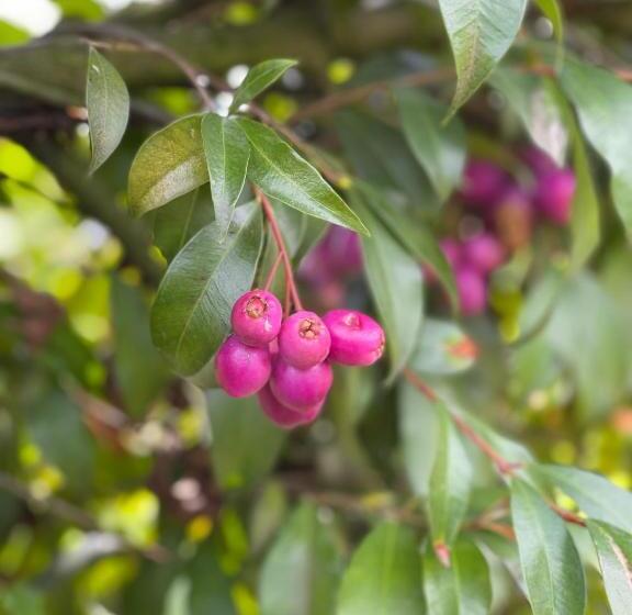 تختخواب و صبحانه Campestre Villa Los Duraznos