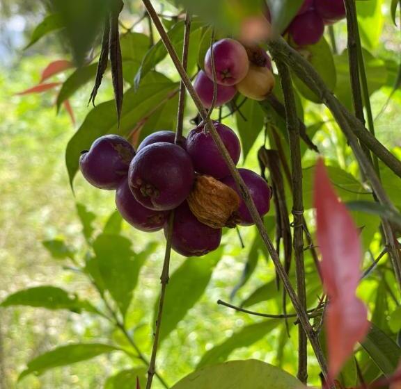 تختخواب و صبحانه Campestre Villa Los Duraznos