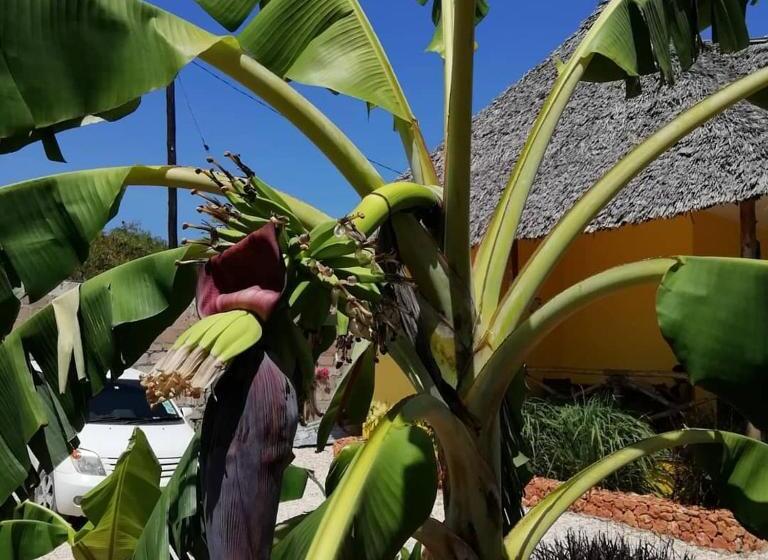 住宿加早餐  Kendwa Carletto Style