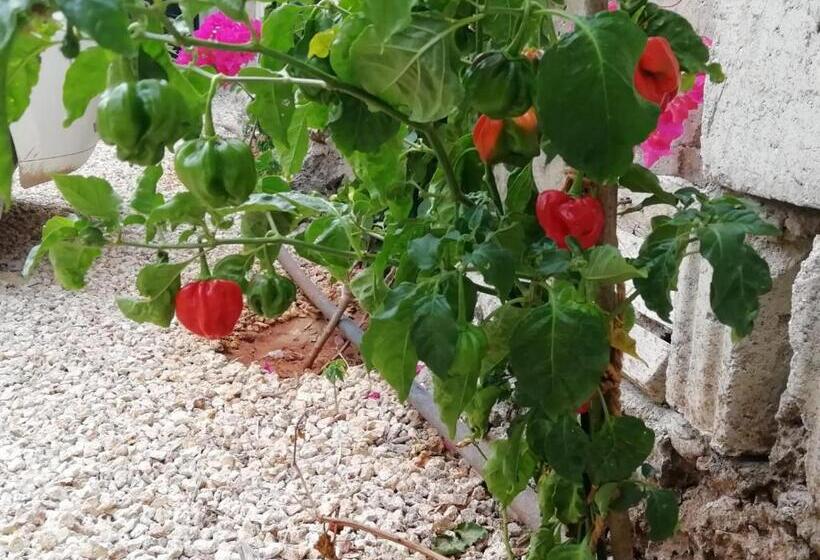 住宿加早餐  Kendwa Carletto Style