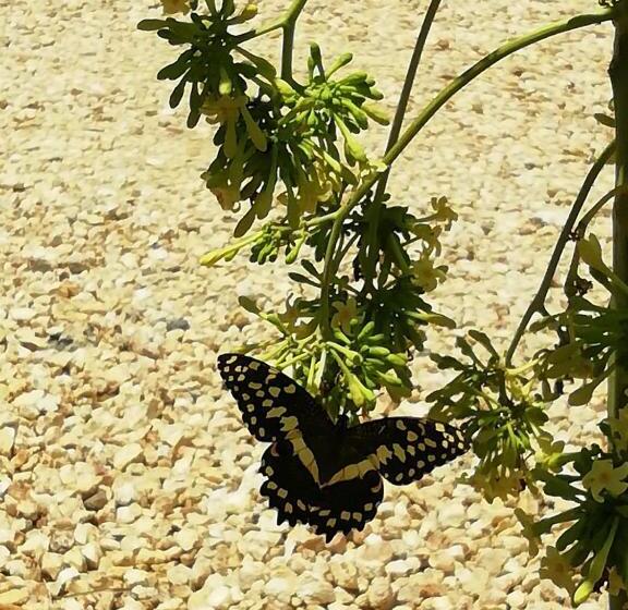 住宿加早餐  Kendwa Carletto Style