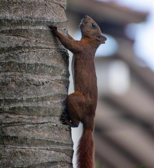 酒店 Coconuco Beach Palomino