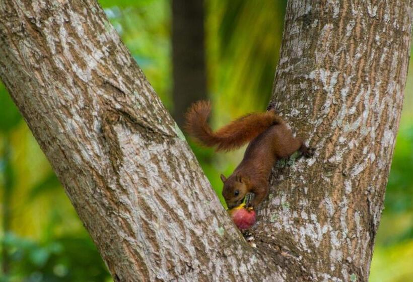 酒店 Coconuco Beach Palomino