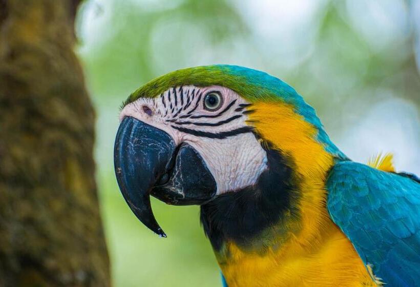 酒店 Coconuco Beach Palomino