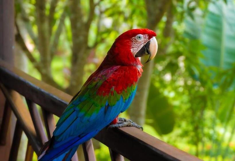 酒店 Coconuco Beach Palomino