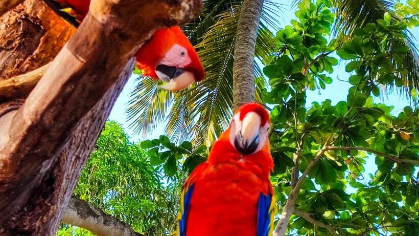 酒店 Coconuco Beach Palomino