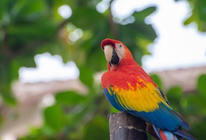 酒店 Coconuco Beach Palomino