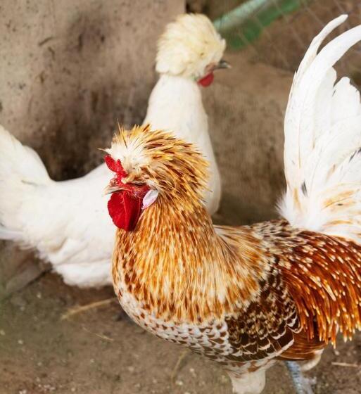 Отель Recanto Julubi Atibaia