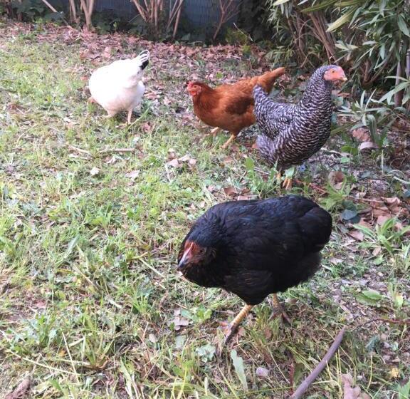 Пансион La Closerie