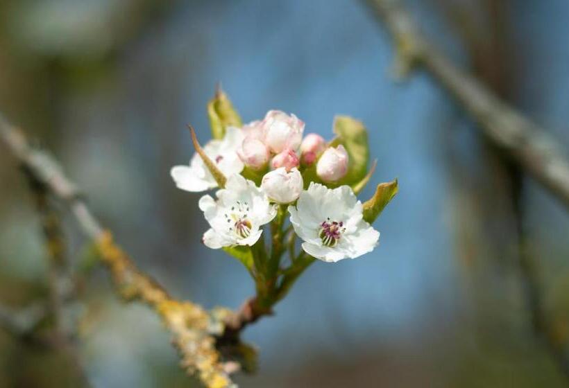 فندق De Grote Zwaan