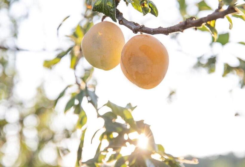 בית מלון כפרי Le Ali Del Falco