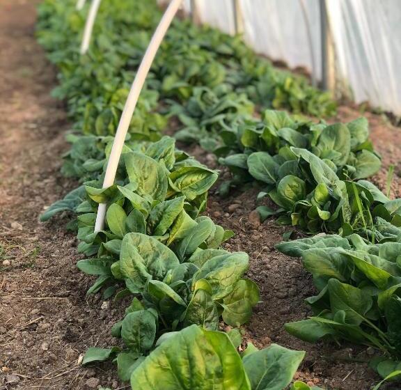 Lindengut Biohotel & Bio Herberge