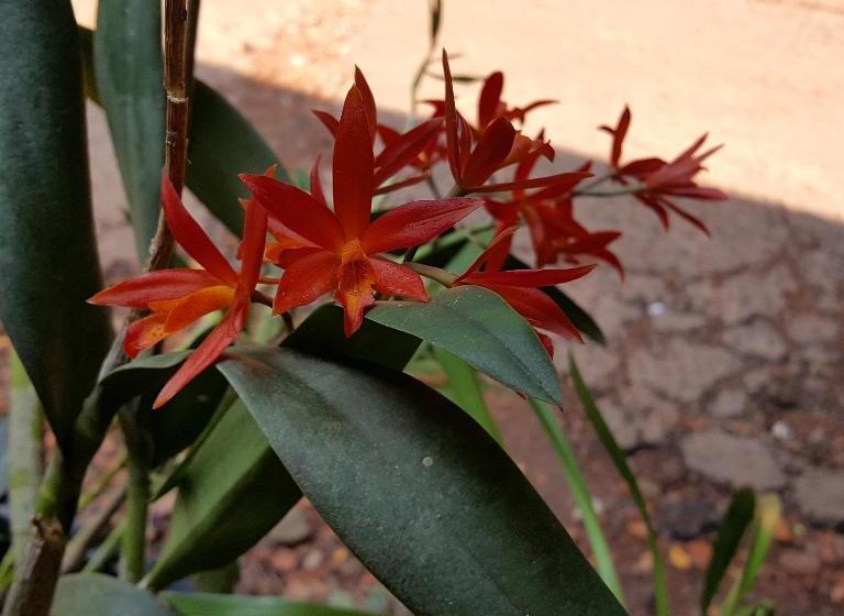 בית מלון כפרי Y Residencial Amigos