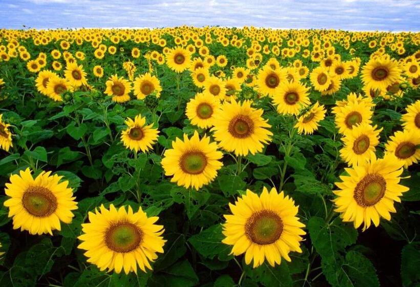 펜션 Tenerife Only Rooms Near To Beach