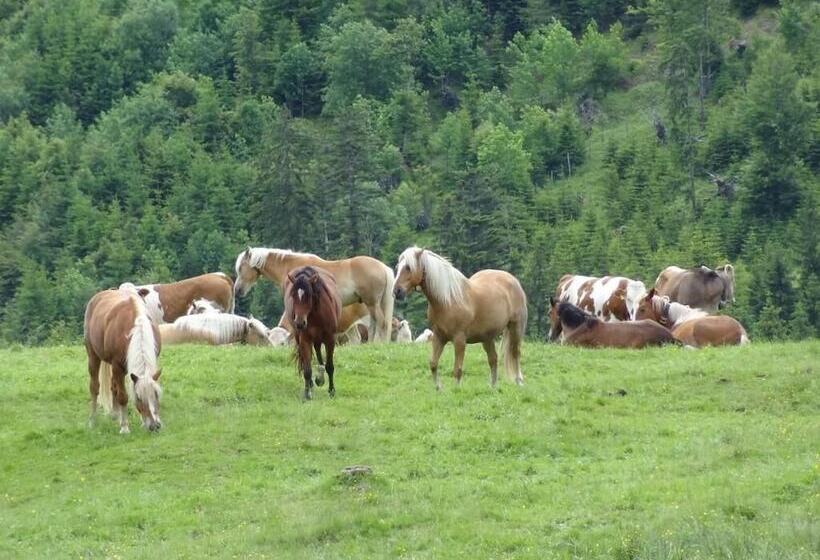 فندق Bed & Breakfast Jungholz   Pension Katharina