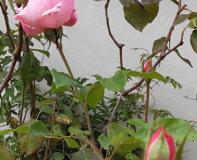 민박 Quinta No Pinhal