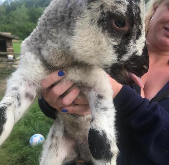 בית מלון כפרי Shepherds Huts Ham Hill, 2 Double Beds, Bathroom, Lounge, Diner, Kitchen, Love Dogs & Cats Looking O