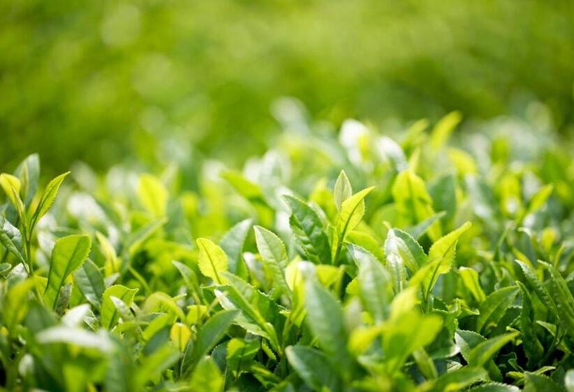 Nipponia Hotel Yamefukushima Merchant Town