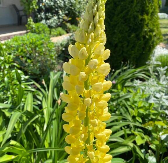 پانسیون три кошки